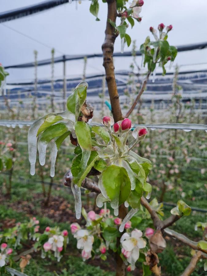 Versigglhof Appiano Sulla Strada Del Vino Εξωτερικό φωτογραφία