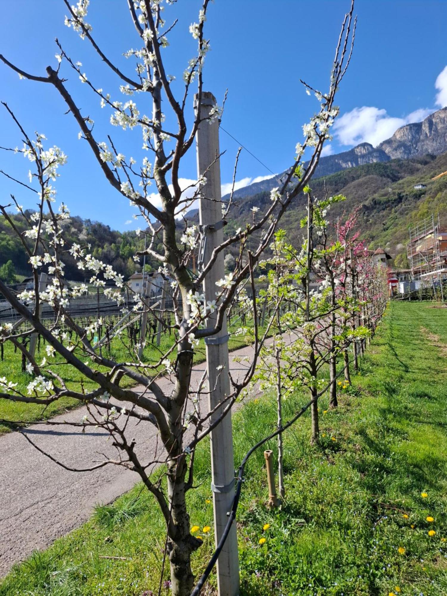 Versigglhof Appiano Sulla Strada Del Vino Εξωτερικό φωτογραφία